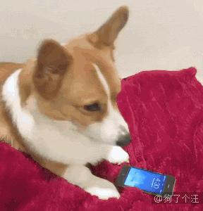 你家养的哈士奇真的能变成狼吗？