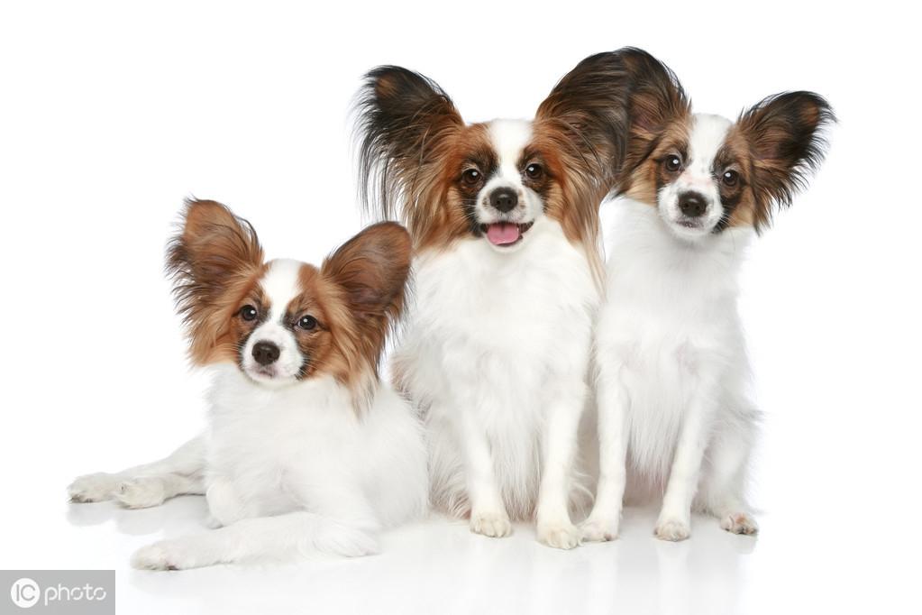 蝴蝶犬真的会像蝴蝶一样飞吗？