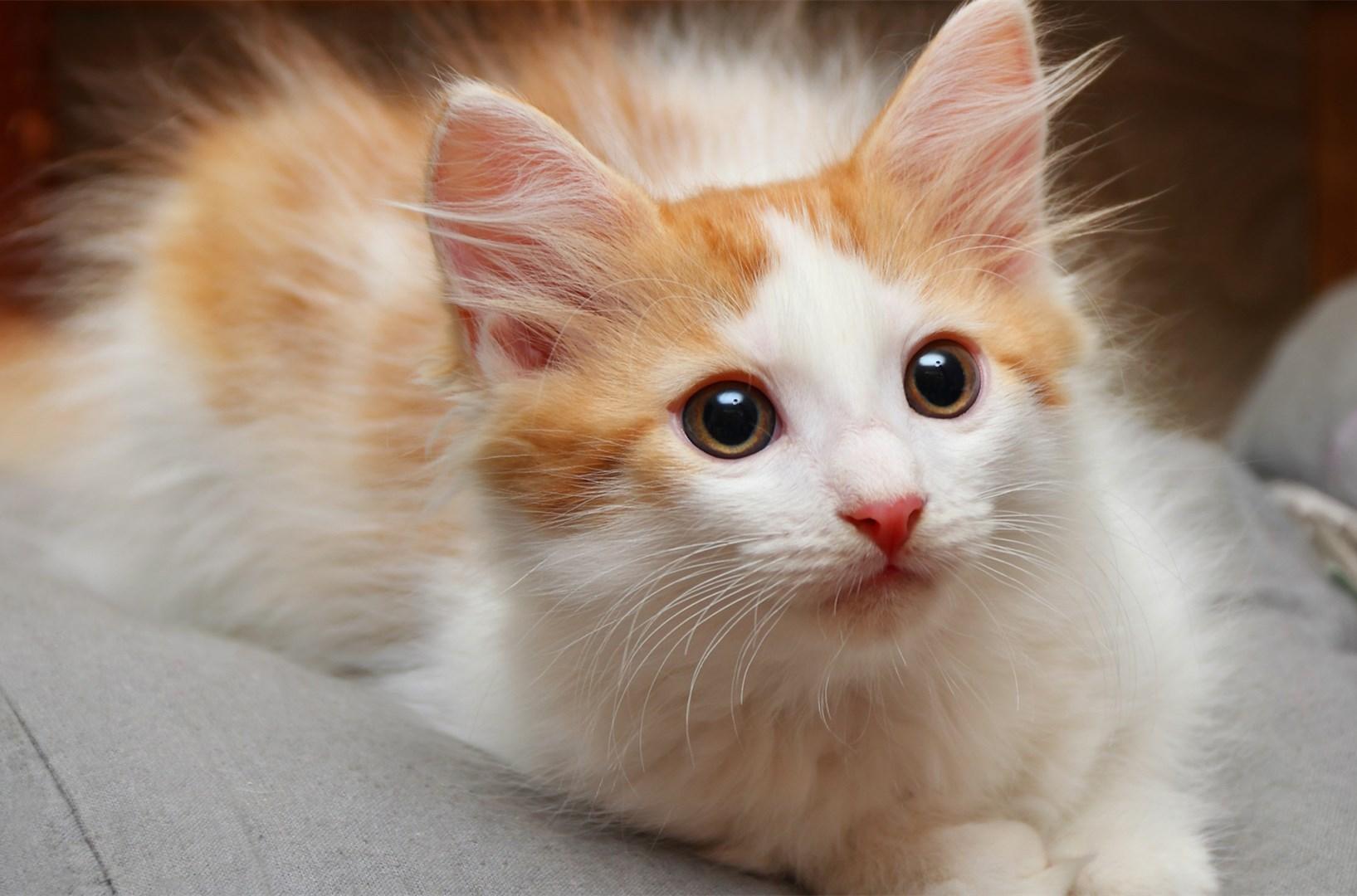 猫咪掉毛能把人逼疯吗？