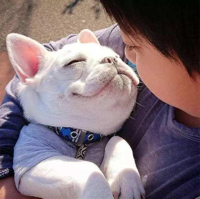 养一只斗牛犬到底要花多少钱？