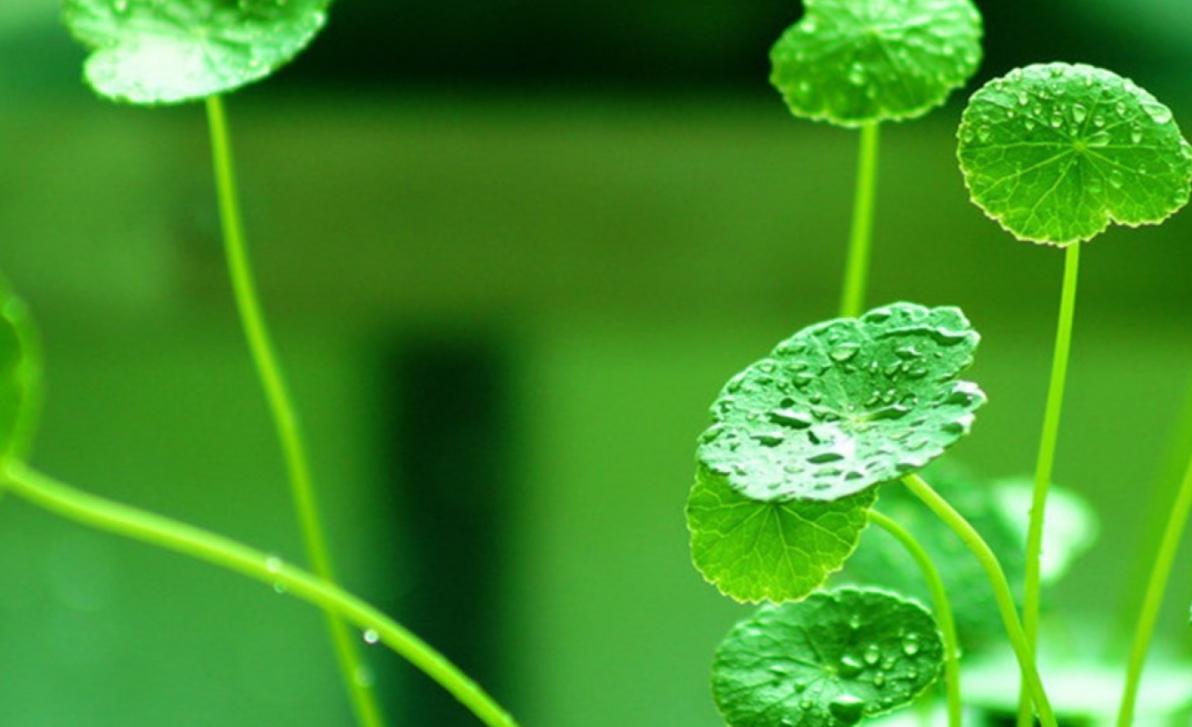 10月11日出生的人到底是天秤座还是天蝎座？