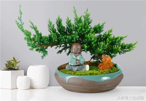 松柏木到底有啥魔力让养花人又爱又恨？