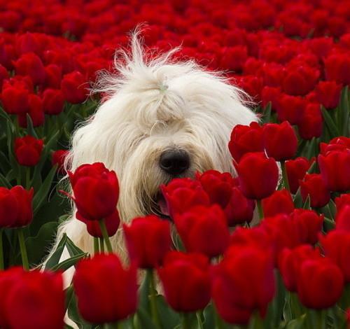 英国古代牧羊犬真的适合新手养吗？