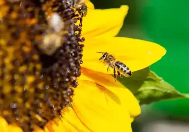 红耳巴西龟为啥养着养着就暴毙了？