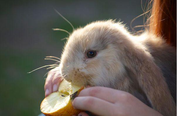 养兔子真的像看起来那么简单吗？