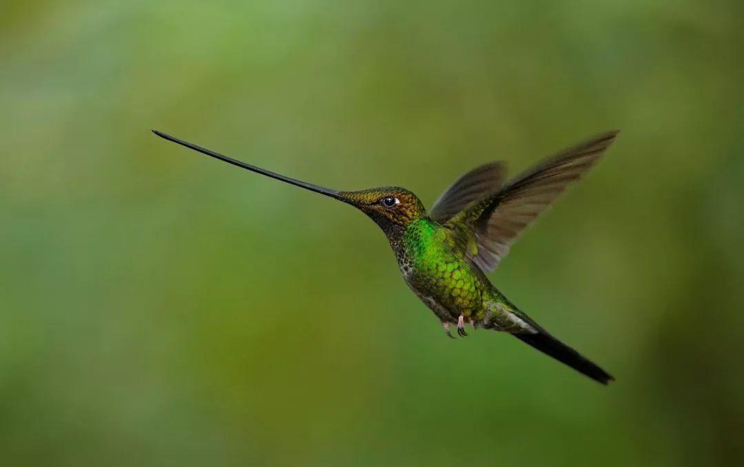 蜂鸟科到底有多神奇？