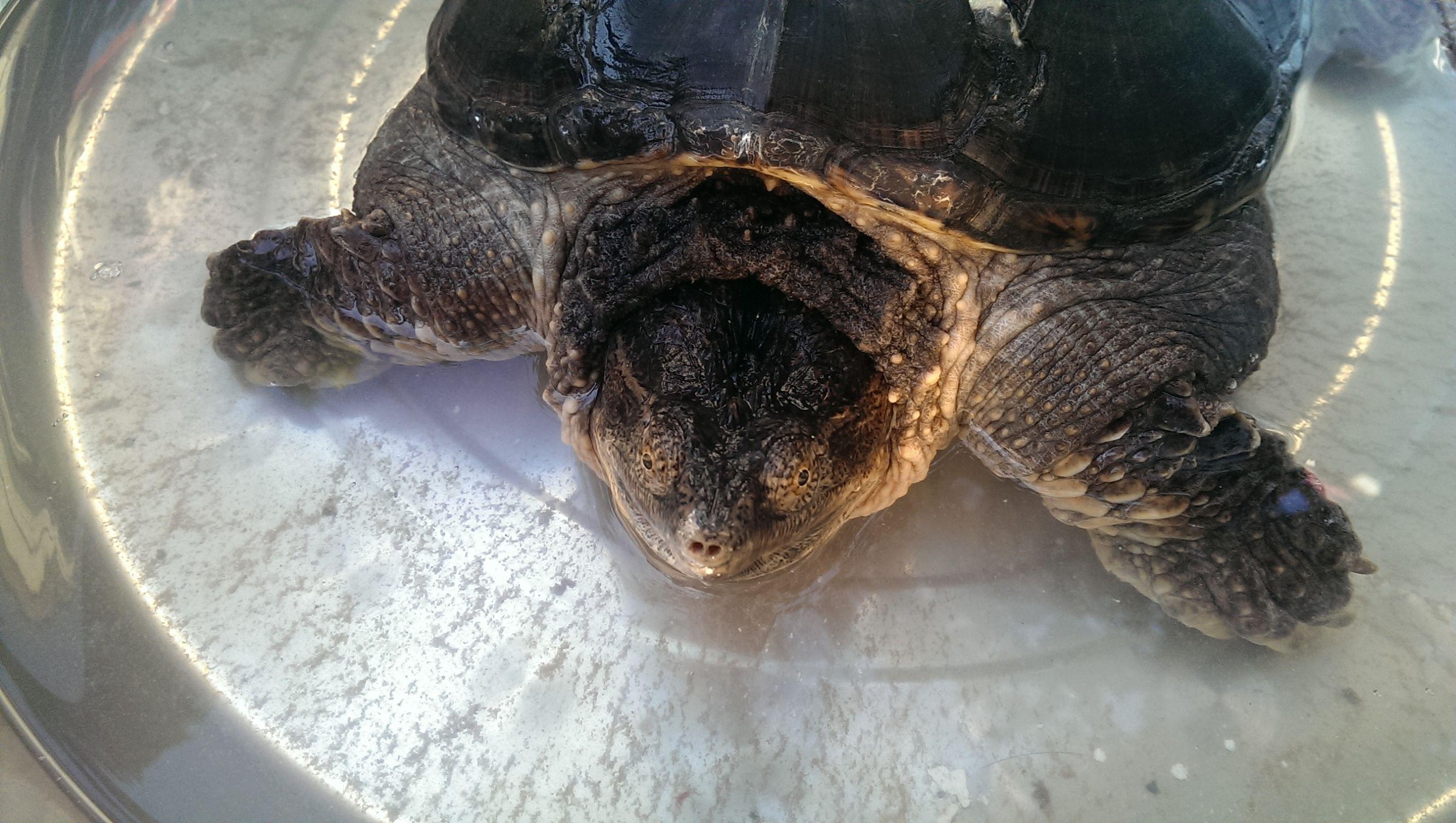 鳄鱼龟养殖真能年入百万吗? 鳄鱼龟养殖真能年入百万吗?