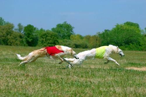 俄罗斯猎狼犬真的适合新手养吗？
