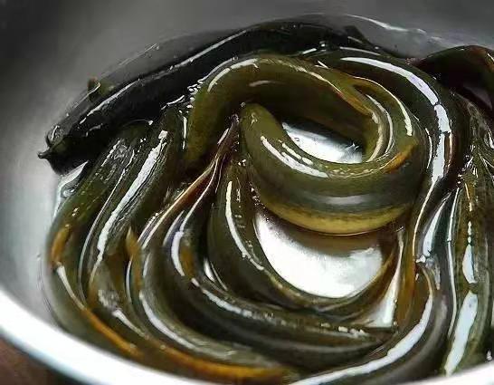 鱼缸里突然冒出的绿色黏液到底是什么鬼？