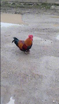 给小鸡穿衣服会不会影响它拉粑粑？