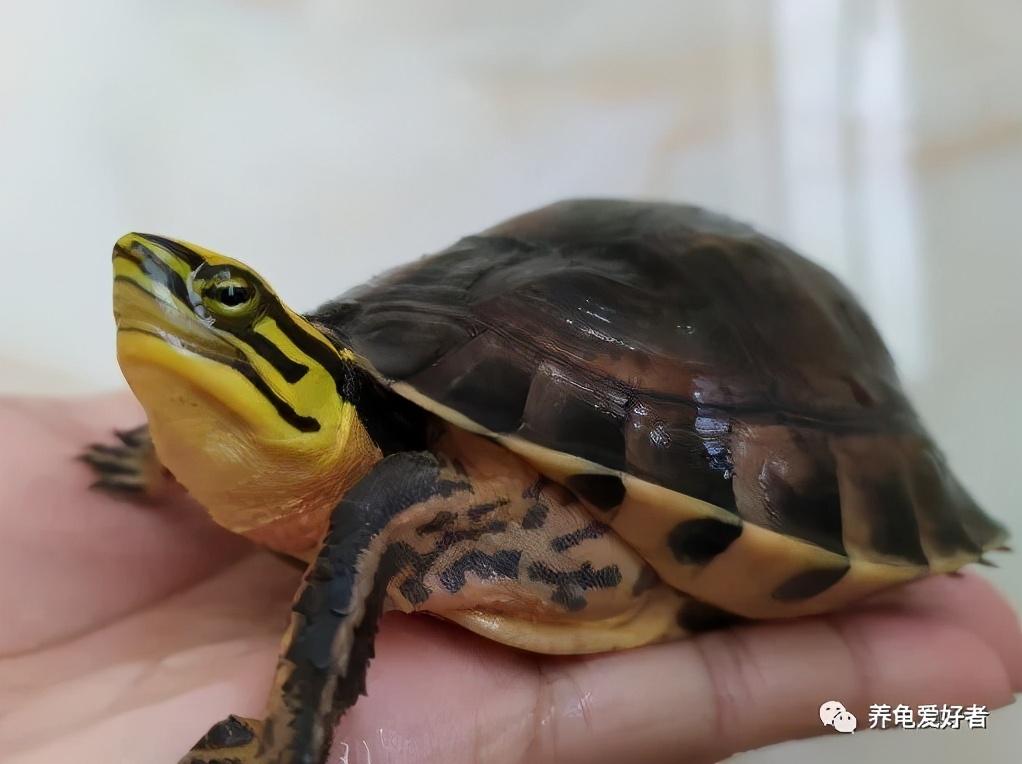 如何挑选三线闭壳龟(金钱龟):全面指南与选购技巧 如何挑选三线闭壳龟(金钱龟):全面指南与选购技巧