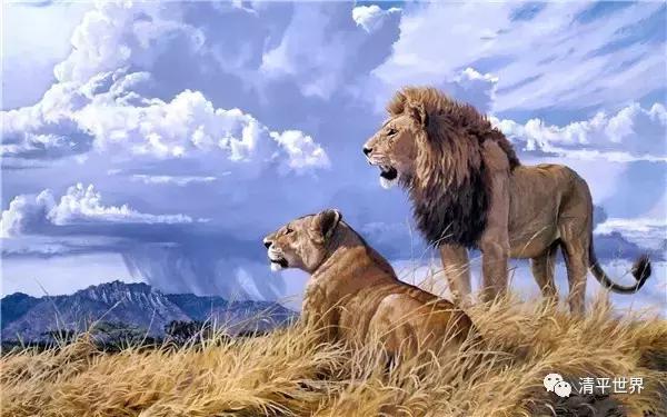 养毛狮真的像养狮子一样可怕吗? 养毛狮真的像养狮子一样可怕吗?