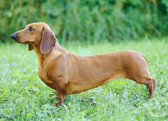 腊肠犬到底要花多少钱才能养明白？