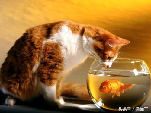 淘宝客是否计入历史最低价？最低价常见问题全解析