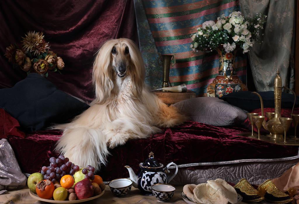 阿富汗猎犬真的适合新手养吗？