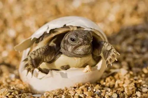 深入了解蜥蜴：繁殖方式与寿命长短相关知识