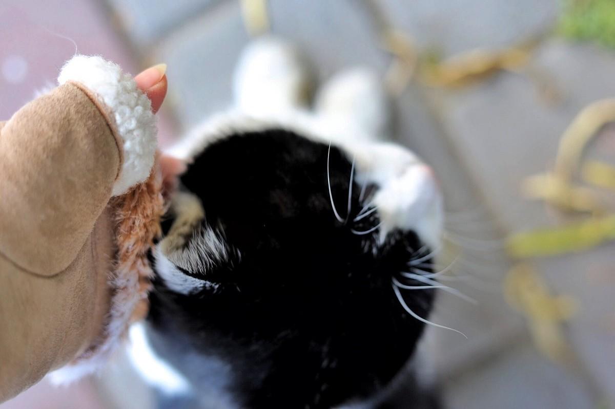 淘宝白号是什么意思？如何将淘宝账号变回白号？详细教程