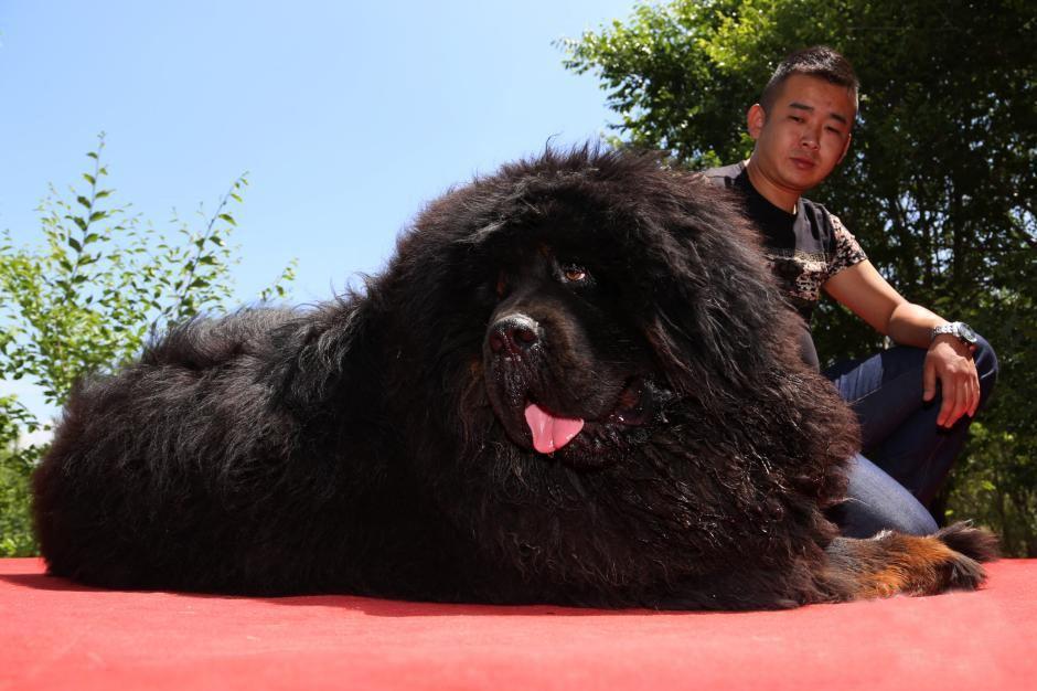 第一次去看藏獒展览会该注意什么？