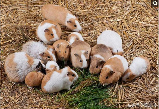 天竺鼠怀孕需要哪些特殊准备？