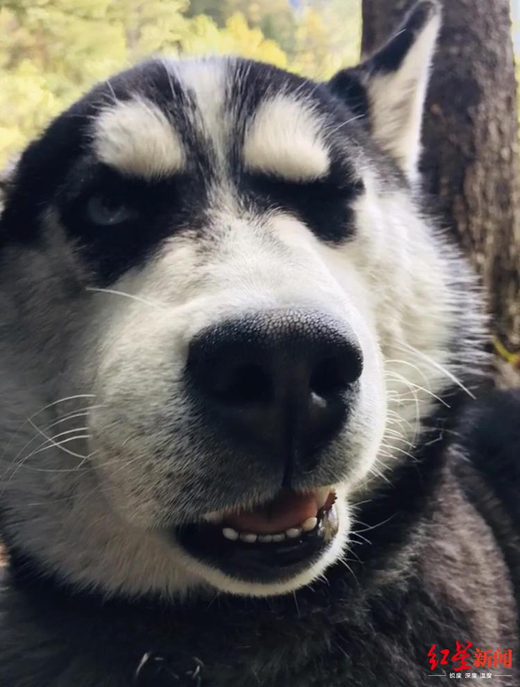 在成都买哈士奇真的只要两千块吗？