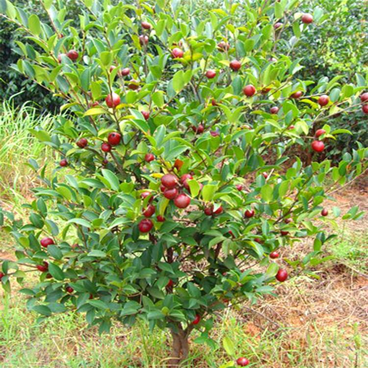 房前屋后种什么树既旺家又省心？