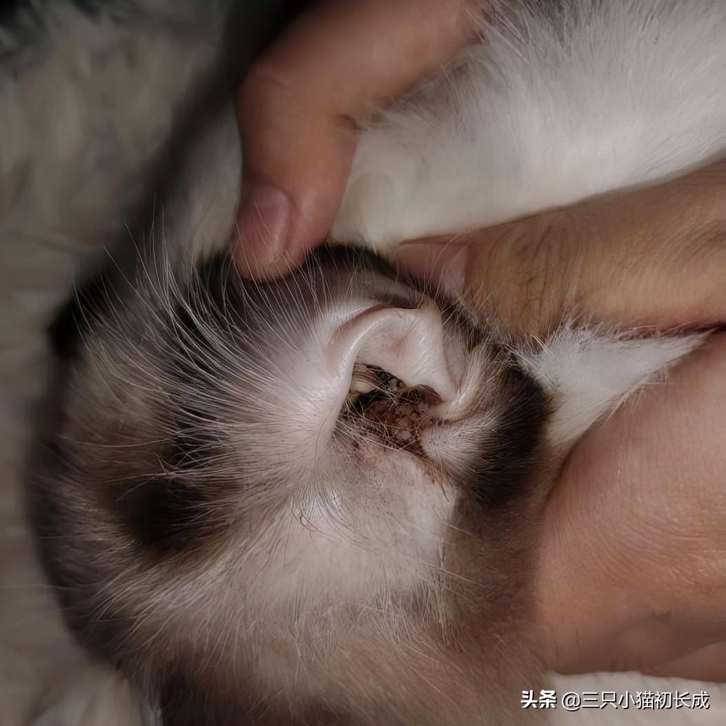 支付宝拉新好友怎么邀请？最新支付宝邀请好友奖励教程详解