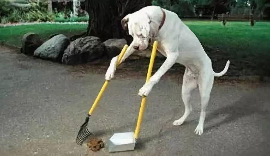 花5万买个宠物天猫店到底靠不靠谱？