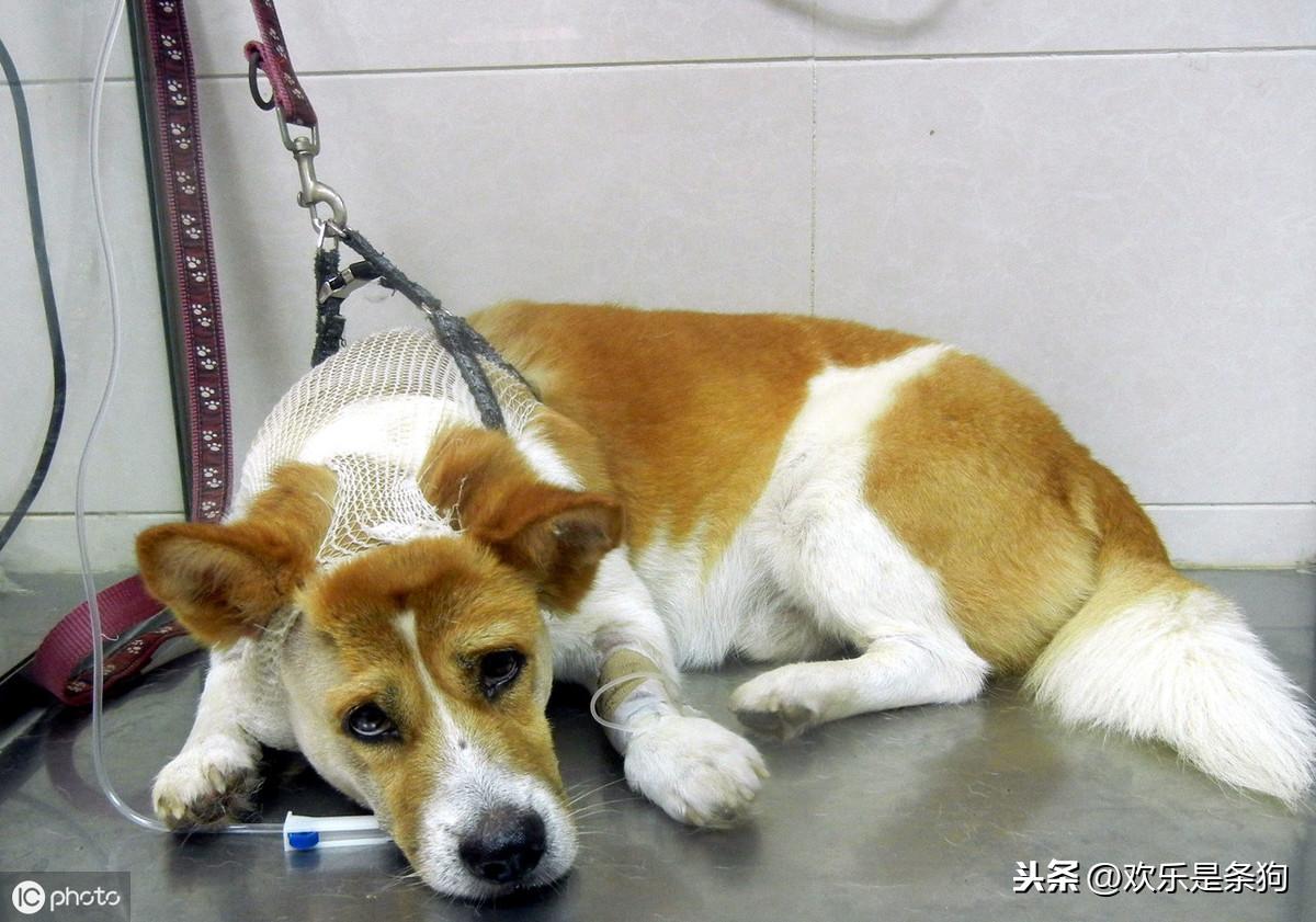 犬瘟热诊断思路与治疗策略:全面解析与实用指南 犬瘟热诊断思路与治疗策略:全面解析与实用指南