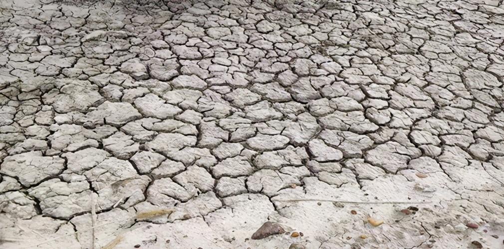 蟋蟀是靠翅膀还是嘴巴唱歌的？