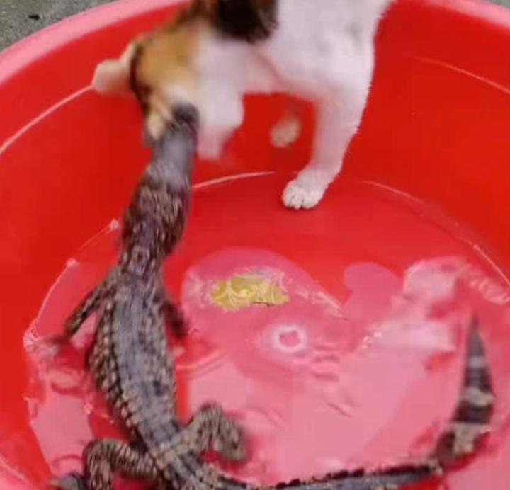 七彩凤凰鱼繁殖技巧：集体繁殖方法详解与注意事项