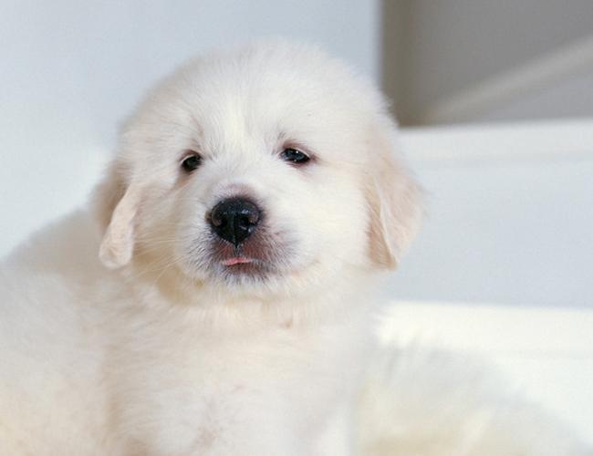 养大白熊真的像传说中那么难吗？