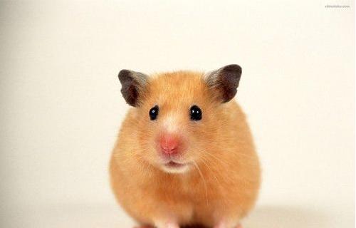 三线仓鼠为什么是最好养的仓鼠？全面解析其优点与饲养技巧