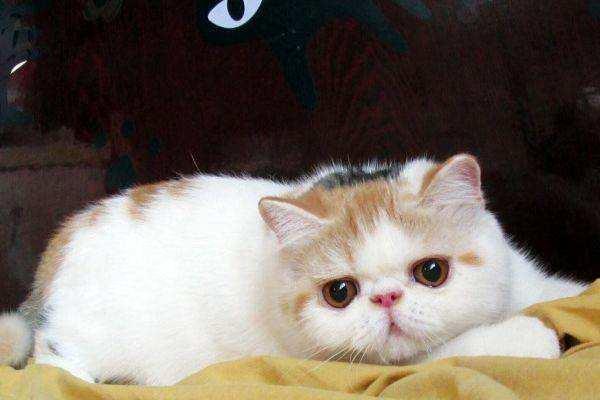 推荐给甄姓女孩取名可用的名字大全