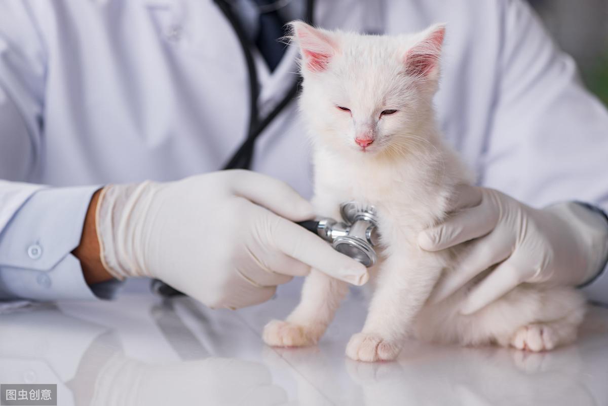 如何区分狗狗感冒、细小病毒和犬瘟？全面解析宠物健康问题