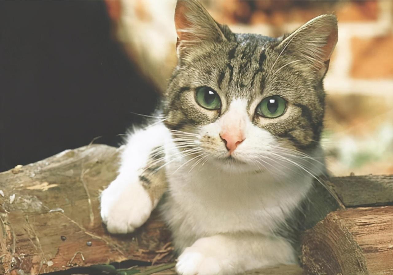 为什么养俊介犬的新手都后悔了？