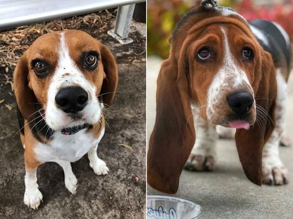 养巴吉度犬到底要花多少钱？