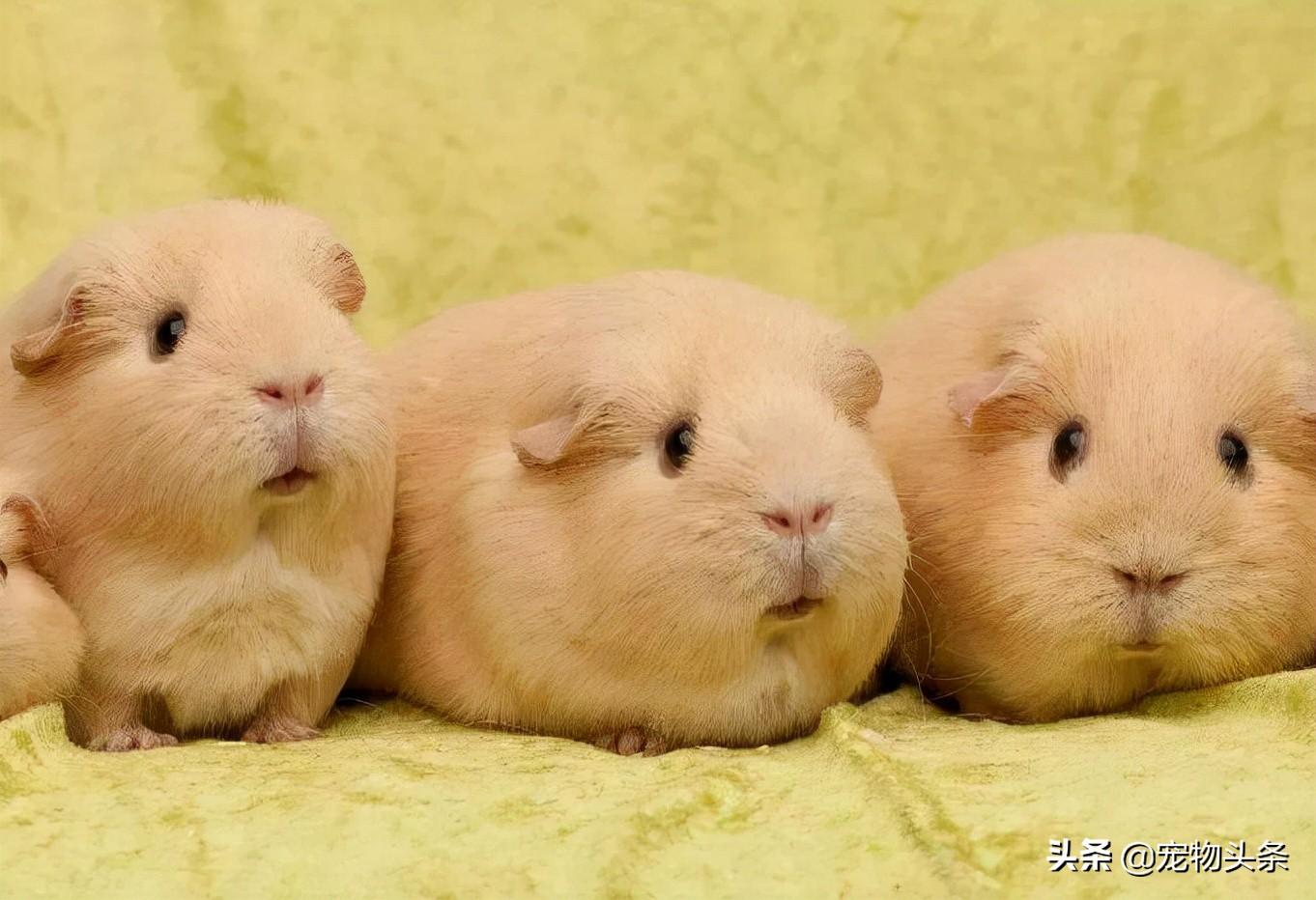 荷兰猪叫声解析：如何从叫声中分辨它的需求和情绪