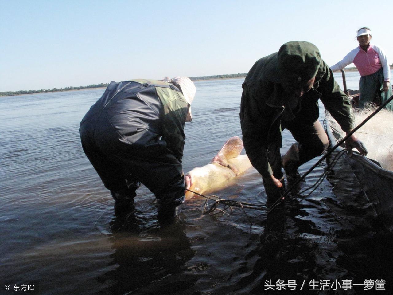 中华鲟到底算不算正经鱼？
