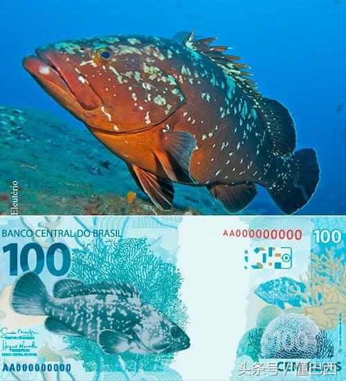 巴西龟公母到底怎么分？手把手教你轻松识别！