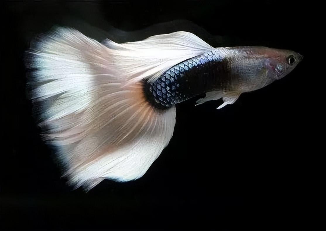 孔雀鱼到底有多少种？哪种最好养？