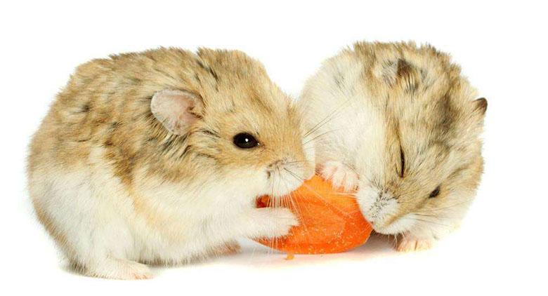 养仓鼠真的会养一只死一只吗？