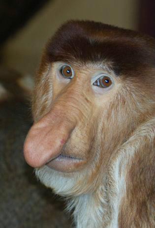 属猴的今年到底多大岁数？