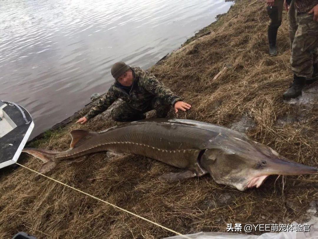 中华鲟到底算不算正经鱼？