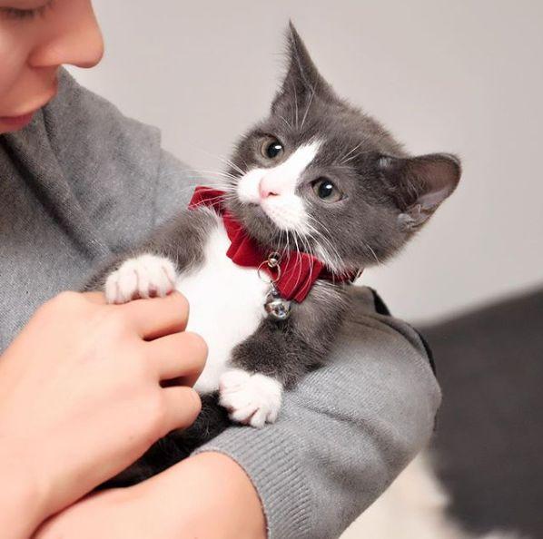 金毛配种真的像看起来那么简单吗？