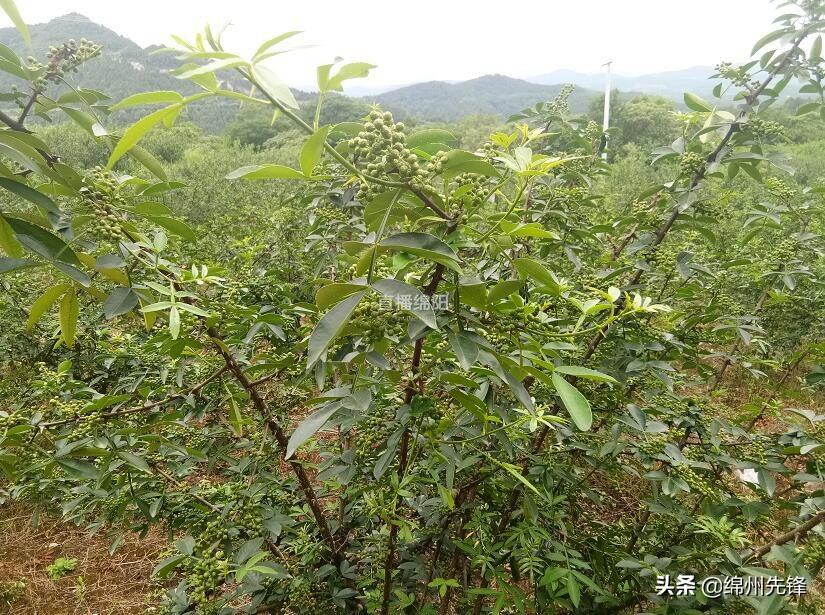 淘宝下单前不查这个链接真的亏大了吗？