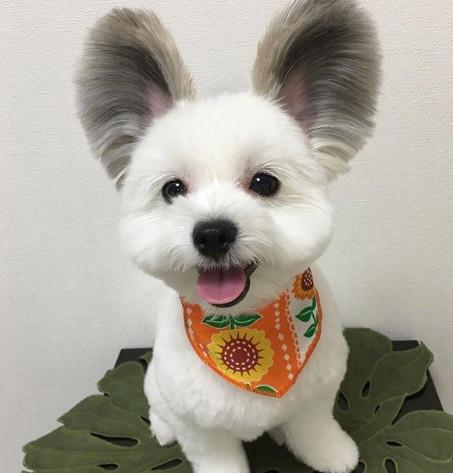 蝴蝶犬价格为啥能差10倍？看完这篇你就懂了！