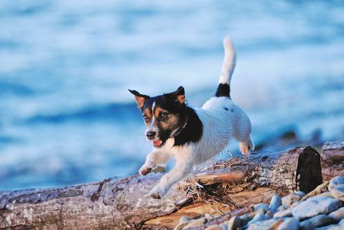 杰克罗素梗真的能当宠物狗养吗？