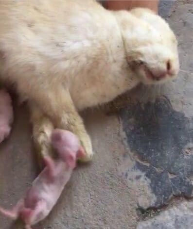 为什么你家兔子总是一摸就跑? 为什么你家兔子总是一摸就跑?