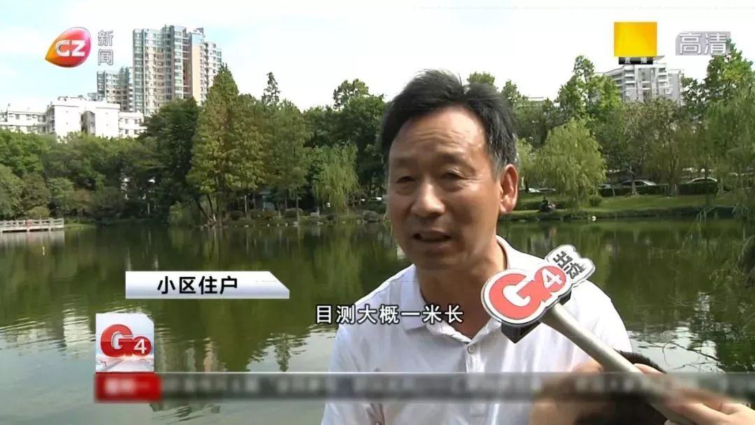 接吻鱼繁殖真的像谈恋爱那么难吗？