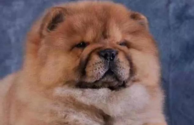 纯种松狮犬到底要花多少钱？